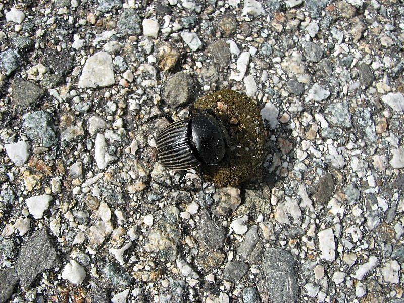 Scarabaeus laticollis